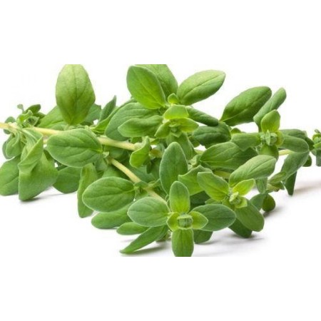 MAGGIORANA VASSOIO 20 GR FRESCA